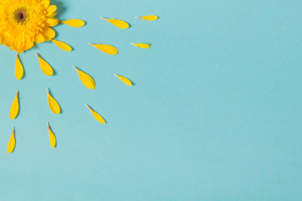 istock Yellow Flower leaves 1362418782