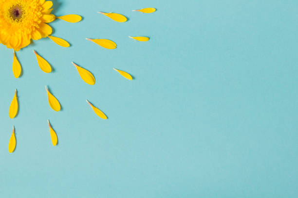 istock Yellow Flower leaves 1362418787