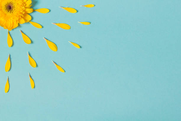 istock Yellow Flower leaves 1362418790