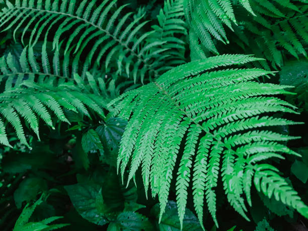 young fern leaf close-up. nature background. green fern leaves in tropical forest natural background. - fern spiral frond green imagens e fotografias de stock
