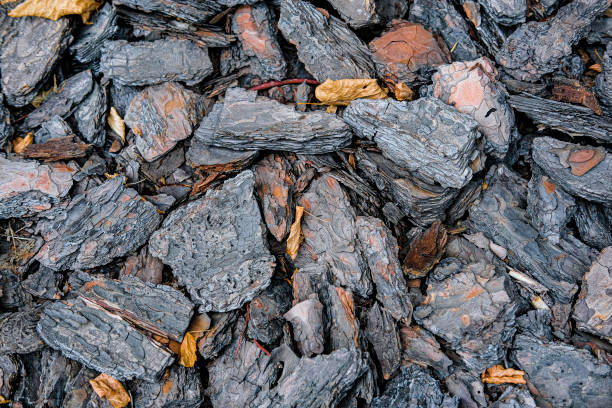 istock Background with the image of tree bark 1362419801