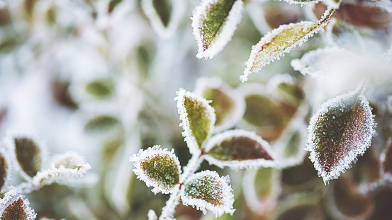 Frozen plants in snowy winter