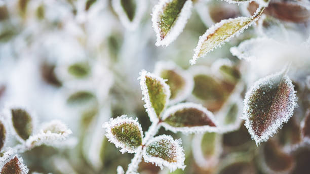 Frozen plants in snowy winter stock photo