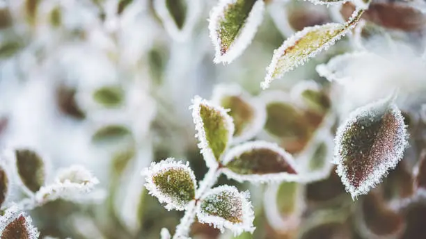 Photo of Frozen plants in snowy winter