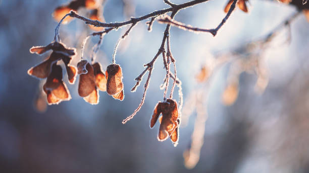 Frozen branch in cold winter.