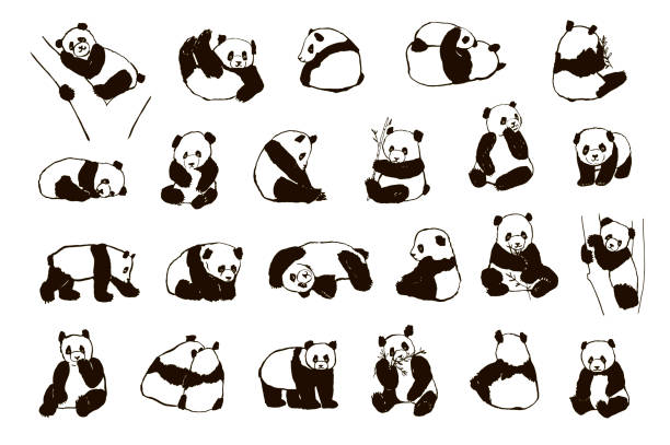 Panda animal vector illustrations set Panda asian animal vector illustrations set chinese panda stock illustrations