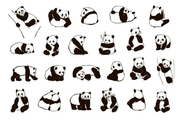 Vector illustration of Panda animal vector illustrations set