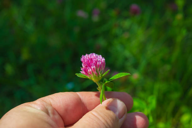 istock Female hand with clover flower. 1362422316