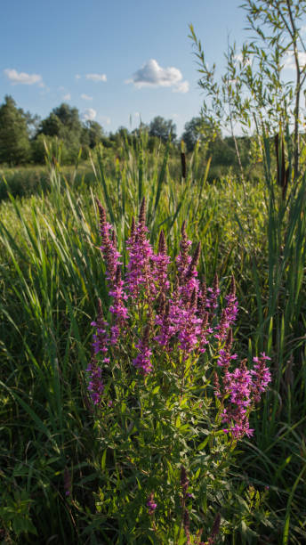 istock Blooming flowers 