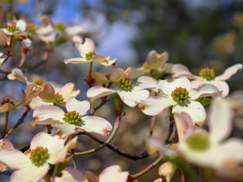 Beautiful white Dogwood blossoms close-up. Delicate natural beauty outdoors. Decorative flower bush in springtime.