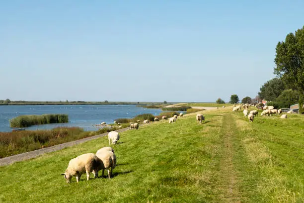 Sheep graze on the embankment of the picturesque fishing village of Makkum, Netherlands.