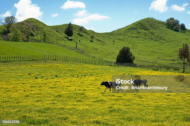 두 개의 소 건널목 필드입니다 암소에 대한 스톡 사진 및 기타 이미지 - 암소, 굽이치는 풍경, 뉴질랜드