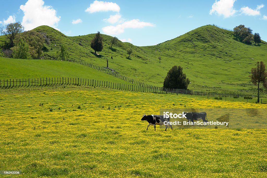 Duas vacas crossing campo. - Foto de stock de Fêmea de mamífero royalty-free