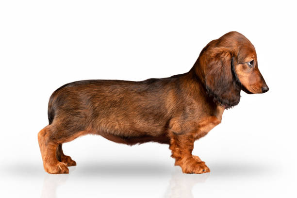 red-haired long-haired dachshund puppy stands guiltyly isolated on white background - dog dachshund pets close up imagens e fotografias de stock