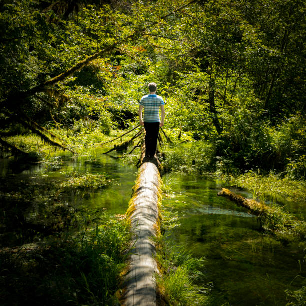 Young Man Standing on a Log. Taft Creek, Hall of Mosses Trail, Hoh Rain Forest, Olympic National Park, Washington State, USA stock photo