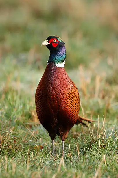 Photo of Pheasant