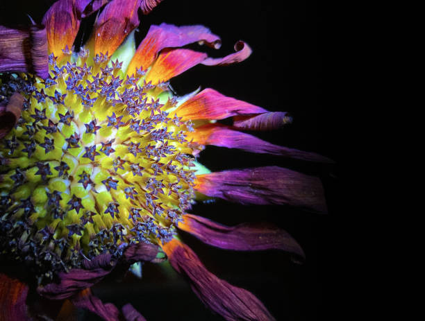 istock Mexican Sunflower 5 1362428324