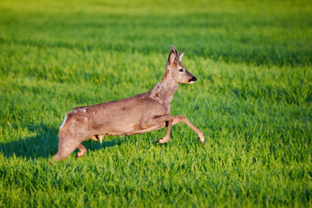istock Roe deer male running on field 1362430665
