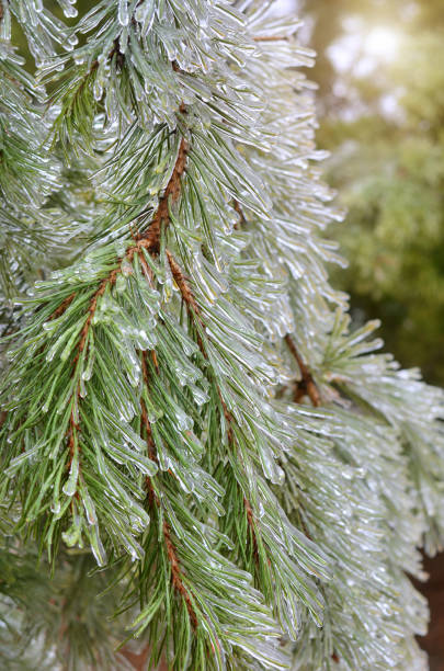 Ice on a branch of coniferous tree after a winter ice storm. Aftermath of freezing rain.