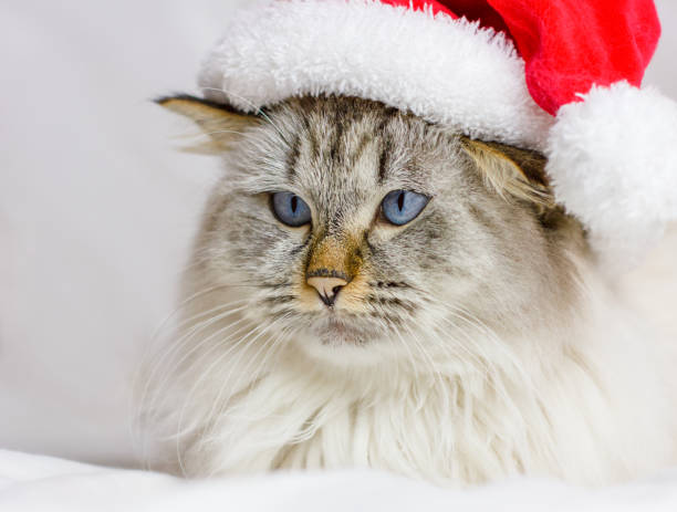 istock Siberian cat in a Christmas cap 1362434415