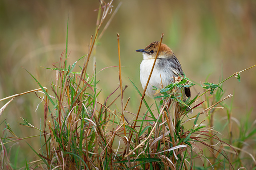 Cisticola robustus - Stout Cisticola bird in the family Cisticolidae, found in Africa, its natural habitats are boreal forest, moist savanna, and subtropical or tropical high-altitude grassland.