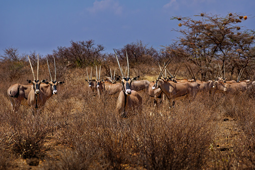 Oryx de África Oriental - Oryx beisa también Beisa, antílope de África Oriental, que se encuentra en la estepa y semidesierto en todo el Cuerno de África, dos antílopes de colores, con cuernos, manada de oryxes observando photo