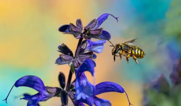 Wildbee,Eifel,Germany.