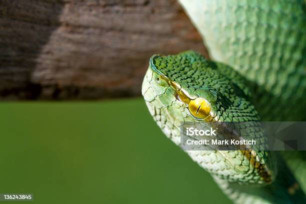 Green Waglerslanzenotter Snake Stockfoto und mehr Bilder von Einzelnes Tier - Einzelnes Tier, Farbbild, Fotografie