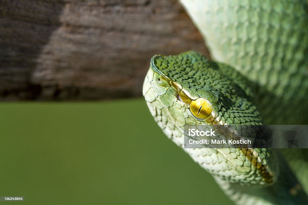 Zielony Wagler w świątyni Żmija węża - Zbiór zdjęć royalty-free (Bez ludzi)