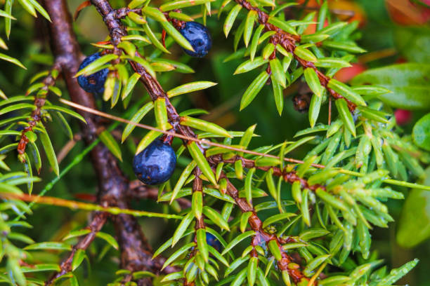 Juniper Berry Essential Oil, green nature, selective focus. Juniper Berry Essential Oil, green nature, selective focus juniperus oxycedrus stock pictures, royalty-free photos & images