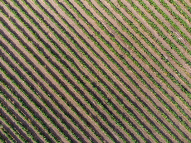istock Rows of vineyards view from a height. Vitis nature background. 1362440486