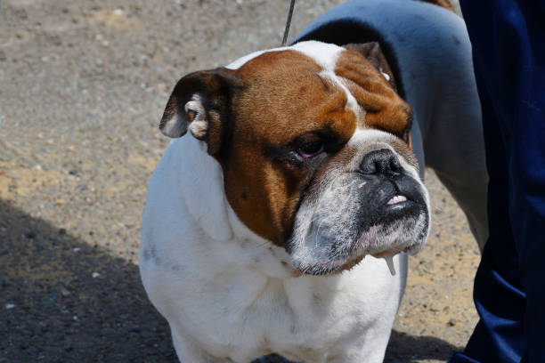 istock English bulldog (bull dog) on a walk 1362441134