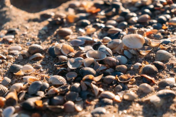 istock Various seashells on sea beach close-up. 1362441968