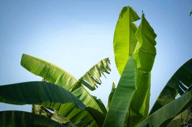 istock green banana leaves on blue sky background 1362444020