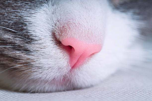 istock Closeup of pink cat nose. Macro view 1362446199