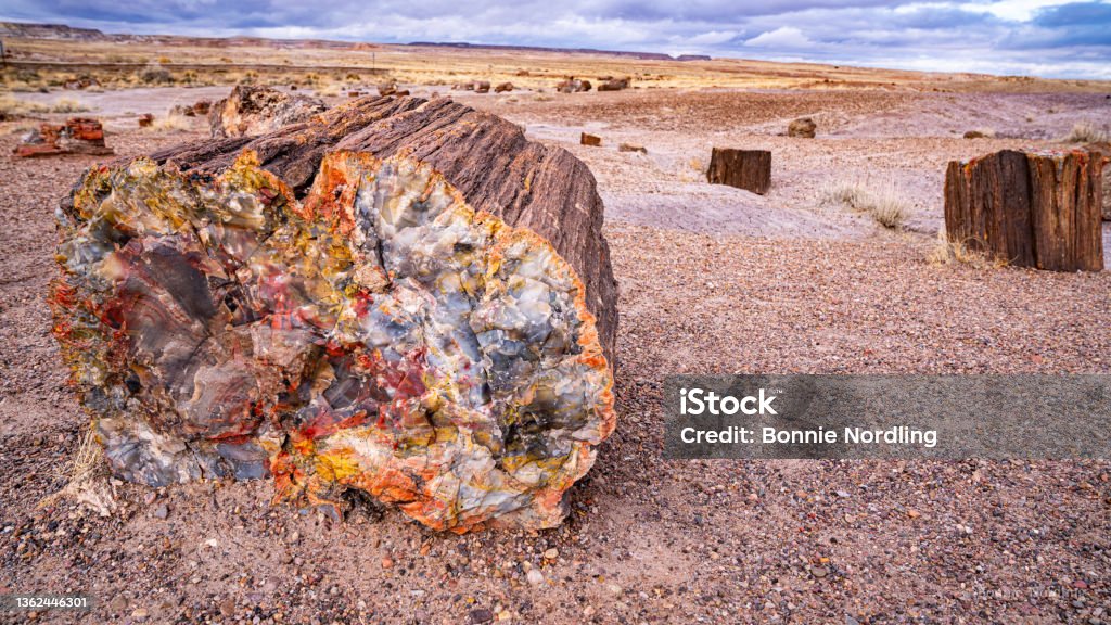 Petrified Forest National Park Walking through the Petrified Forest National Park Petrified Forest National Park Stock Photo