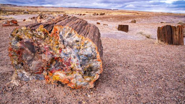 Petrified Forest National Park Walking through the Petrified Forest National Park petrified wood stock pictures, royalty-free photos & images