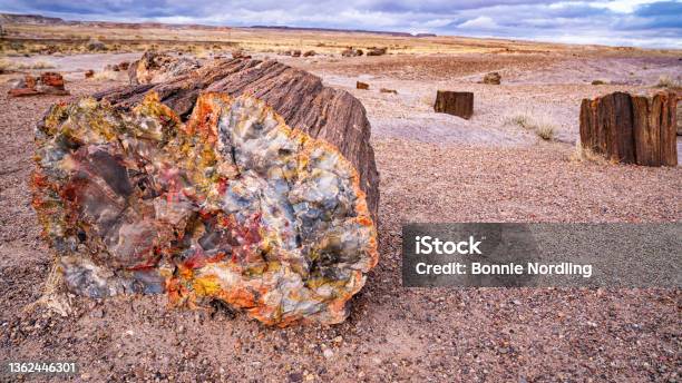 Petrified Forest National Park Stock Photo - Download Image Now - Petrified Forest National Park, Petrified Wood, National Park