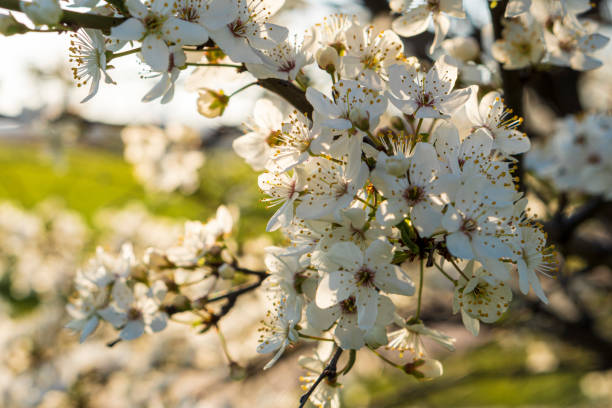 mise au point douce gros plan d’un bouquet de fleur de cerisier blanc sur l’arbre sur l’espace de copie du coucher du soleil. prairie d’herbe d’été verte avec une lumière du soleil éclatante. fond de printemps ensoleillé. nature, écologie,  - cherry tree morning sunlight sunny photos et images de collection