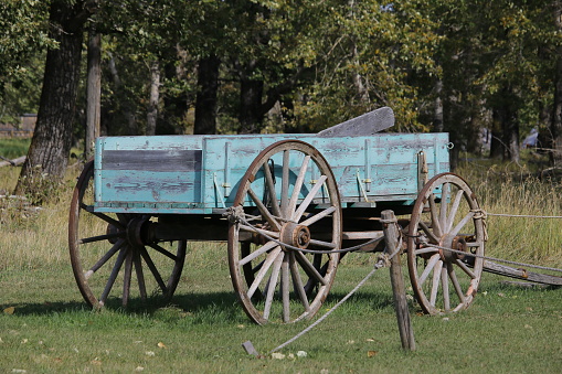 A rural scene of a blue painted rustic wooden cart on a farm.
