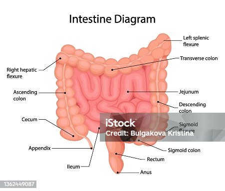 istock Anatomy of the small and large intestine. Internal human organ, digestive tract. Vector illustration isolated on white background. 1362449087