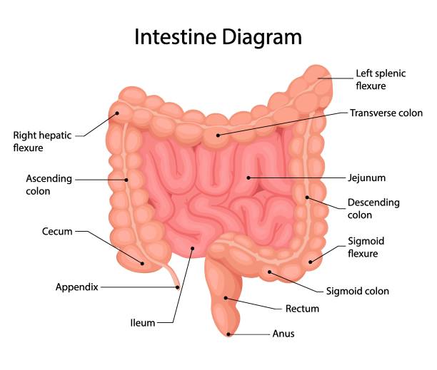 Anatomy of the small and large intestine. Internal human organ, digestive tract. Vector illustration isolated on white background. Anatomy of the small and large intestine. Internal human organ, digestive tract. Vector illustration isolated on white background. small intestine stock illustrations