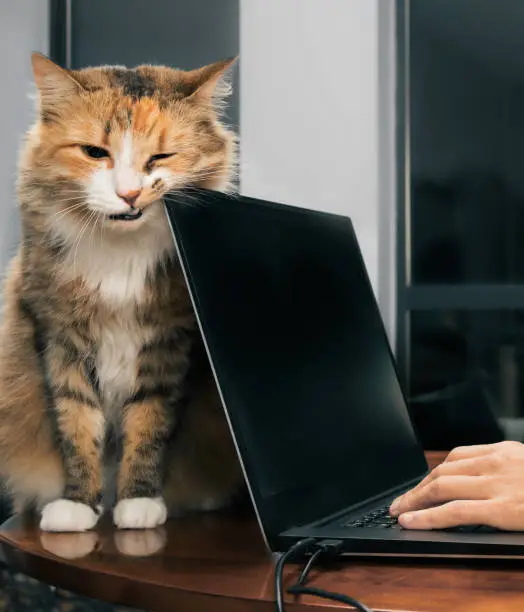 Photo of Cat rubbing teeth on laptop corner.