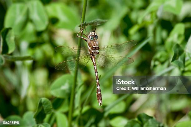 Stream Cruiser Dragonfly Stock Photo - Download Image Now - Abdomen, Animal Abdomen, Animal Body Part