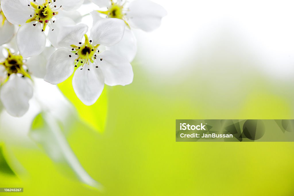 Flor de Apple - Foto de stock de Abril royalty-free