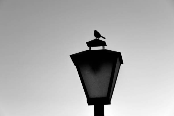 Seagull on an illuminated street light at North Shields, England