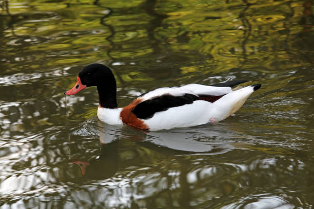 istock Common shelduck - Tadorna tadorna 1362453704