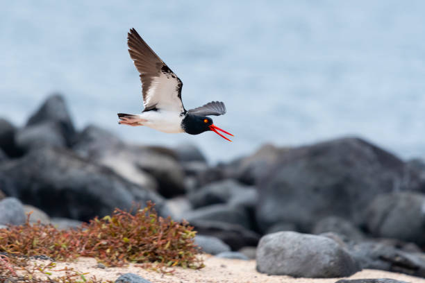 American oystercatcher, haematopus palliatus, Galápagos Islands.