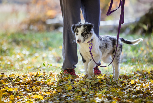 Merle border collie puppy on leash on walk. Female owner and cute puppy in autumn forest.
