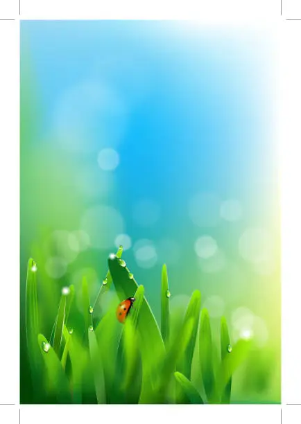 Vector illustration of Ladybug on green grass